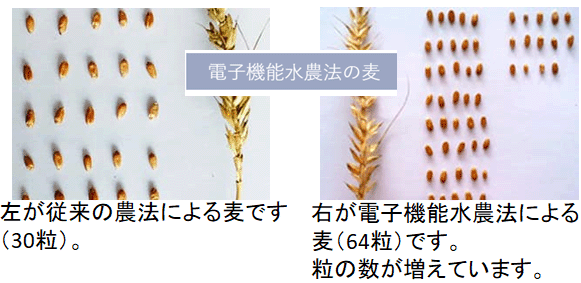 電解電子機能水農法の麦